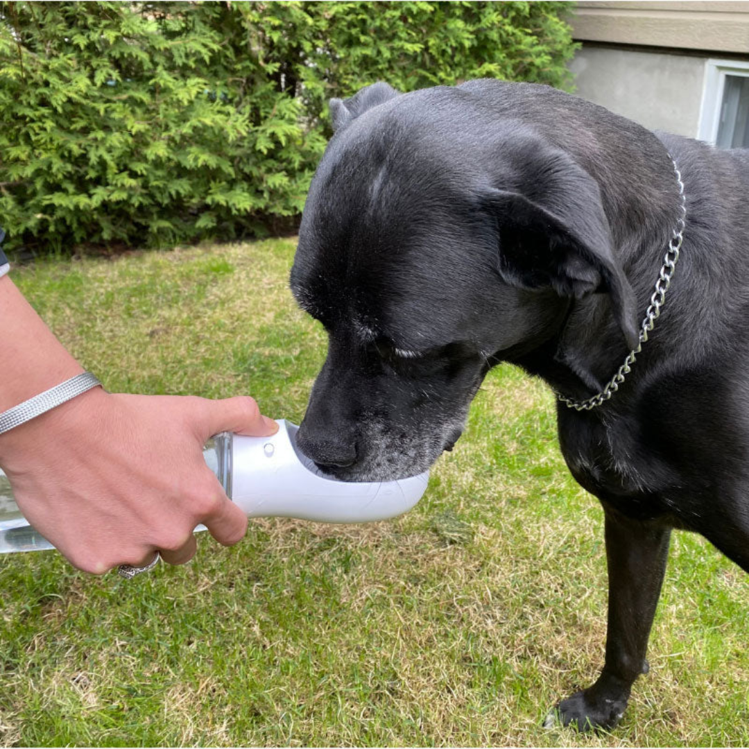 Leakproof Portable Dog Water Bottle: Ideal for Small and Large Dogs, Cats, and Outdoor Use