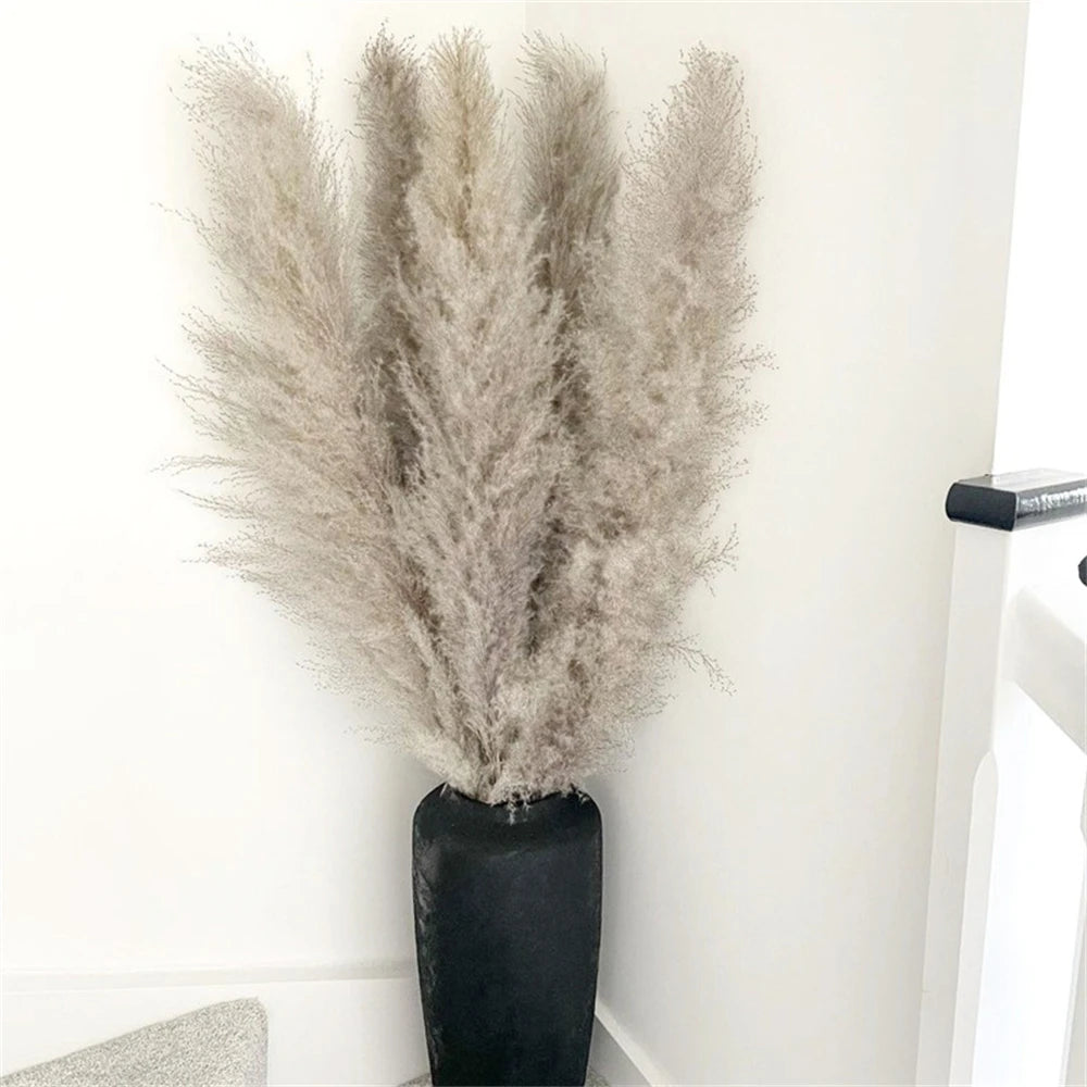 80-120cm Pampas Grass: XXL Fluffy Dried Flowers for Boho Home and Wedding Decor