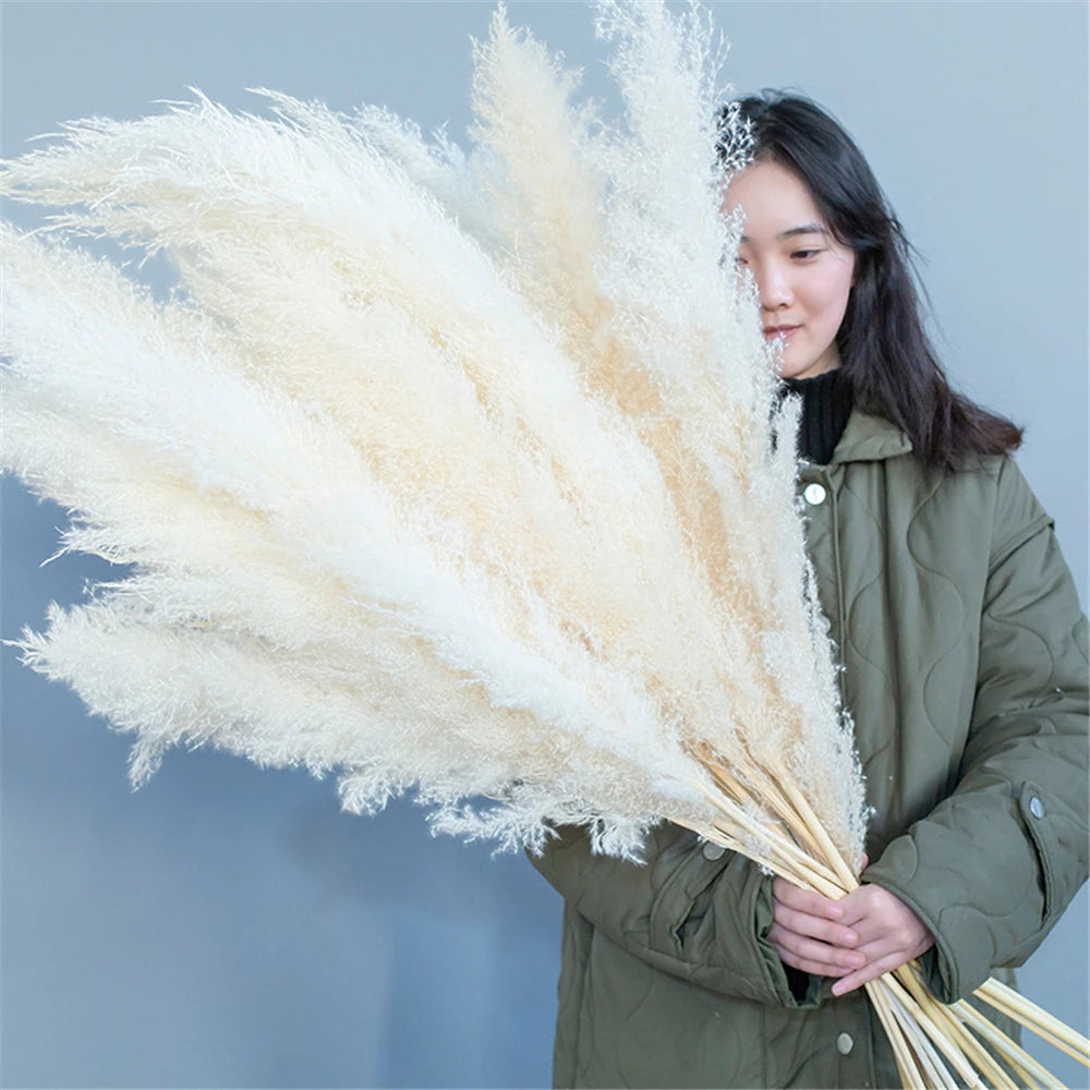 80-120cm Pampas Grass: XXL Fluffy Dried Flowers for Boho Home and Wedding Decor