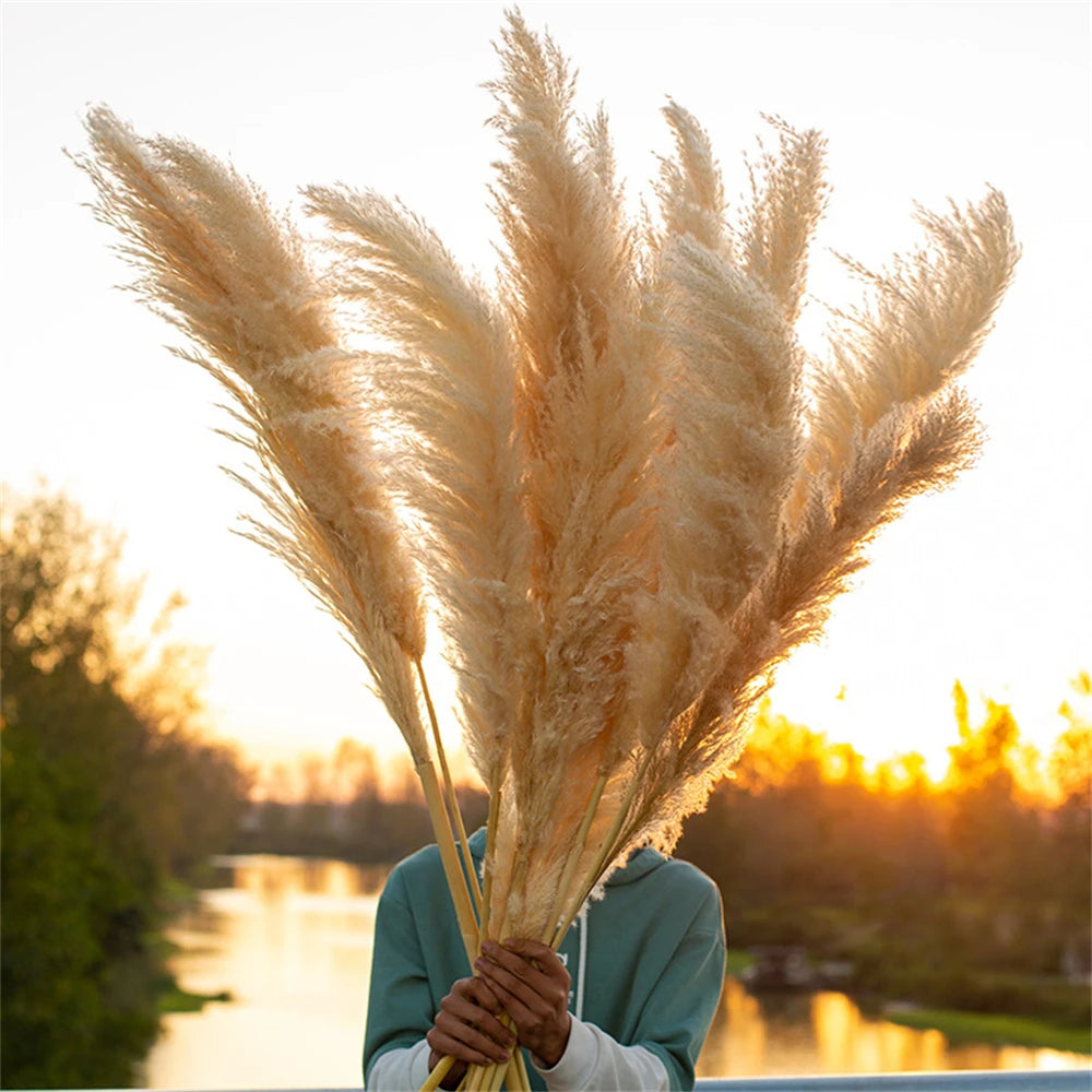 80-120cm Pampas Grass: XXL Fluffy Dried Flowers for Boho Home and Wedding Decor