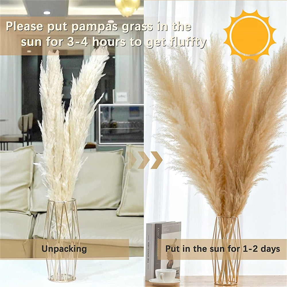 80-120cm Pampas Grass: XXL Fluffy Dried Flowers for Boho Home and Wedding Decor