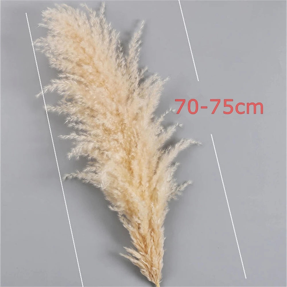 80-120cm Pampas Grass: XXL Fluffy Dried Flowers for Boho Home and Wedding Decor