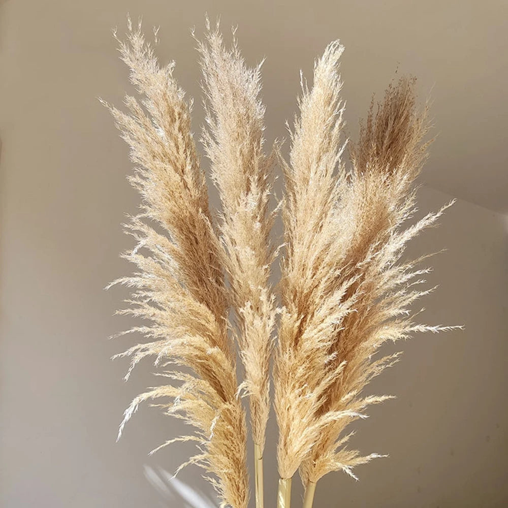 80-120cm Pampas Grass: XXL Fluffy Dried Flowers for Boho Home and Wedding Decor