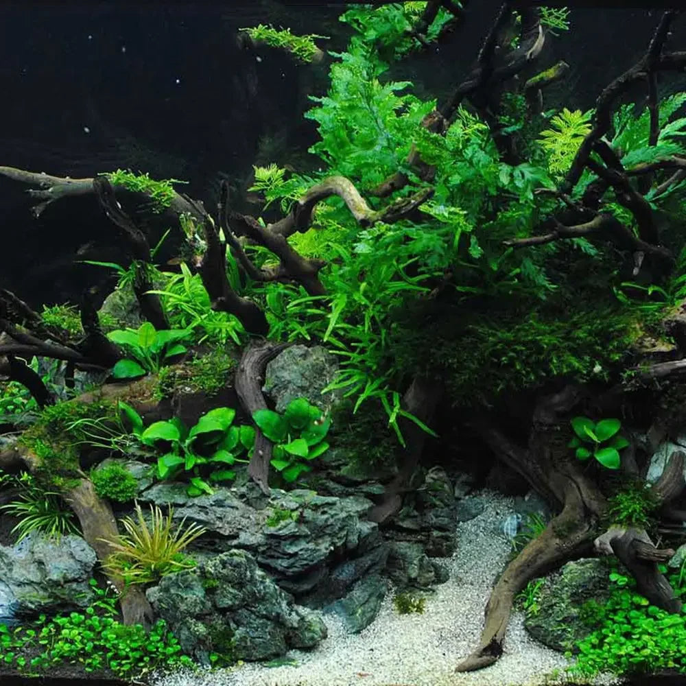 Driftwood Tree for Aquarium: Natural Decor for Fish Tanks